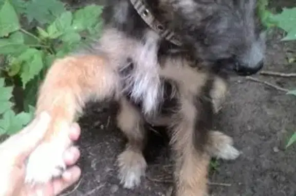 Найдена собака на ул. Героев Сибиряков, 99, Воронеж