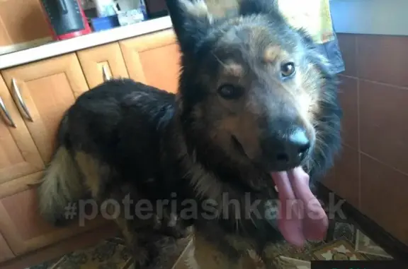 Найден пес возле улиц Российская и Иванова в Новосибирске
