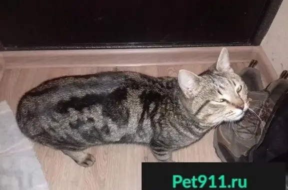 Найден котик в Пионерском, Екатеринбурге