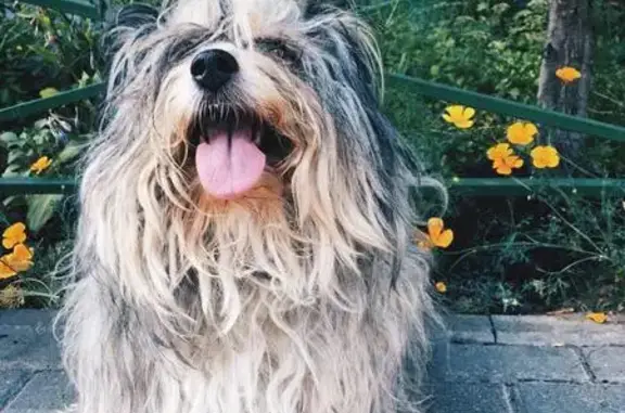 Пропала собака Дана на улице Сукромка (Мытищи)