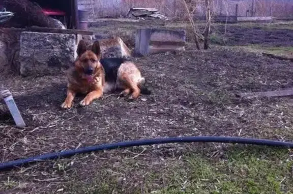 Пропала собака в Челябинске