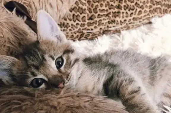 Найдена кошка в Москве и МО, ищет дом
