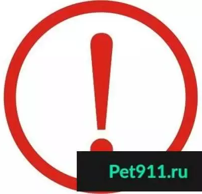 Найдена мертвая собака на Ленинградке, Мурманск