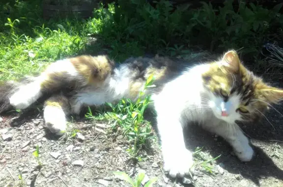 Пропала кошка из ветклиники в Валуйках, Белгородская область.