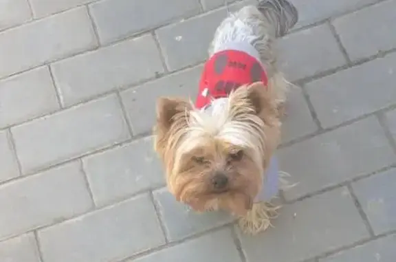 Собаки потеряшки, Ерзовское, фото: Потеряшка собака в Поселке Винновка, Городищенский район, Волгоградская область