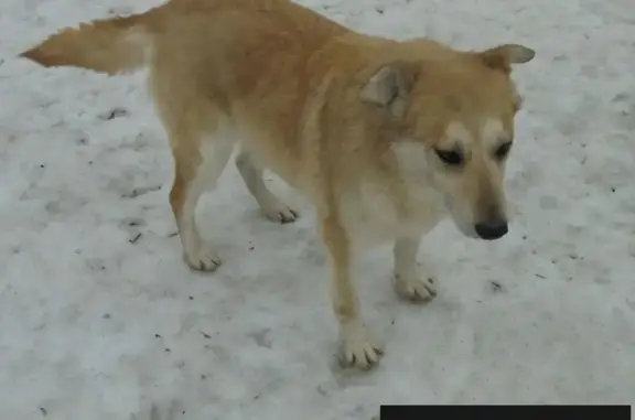 Пропала собака в поселке Искра, Владимирская область.