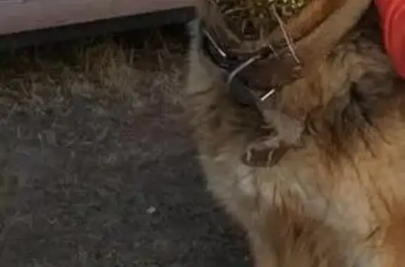 Пропала собака в деревне Полково, Рязань