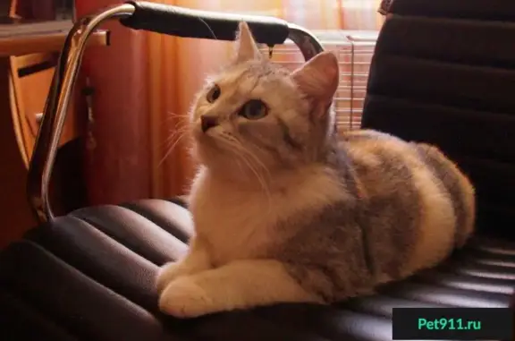Найдена кошка Плюша в Коломне: ищет новый дом