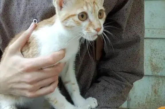 Найдена кошка в Сочи, Дагомыс, Батумское шоссе 20!
