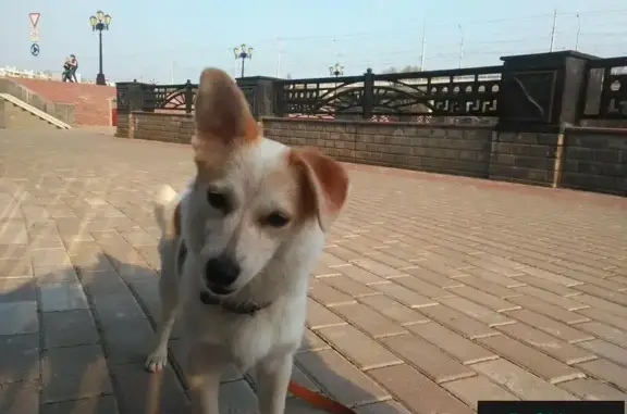 Пропала собака в Новосадовом, помесь джекрассела, зовут Кетти!