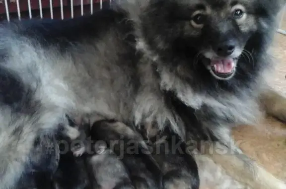 Пропала собака Мира в п. Элитный, Новосибирск