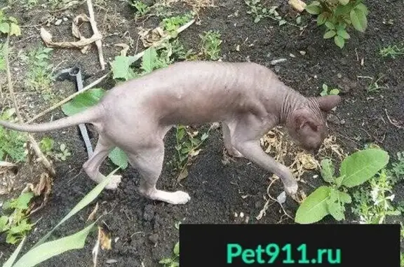Пропала кошка Донской Сфинкс в Железноводске (25 мая)