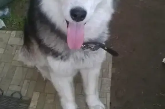 Найдена собака Хаски в районе Ребровка, Владивосток