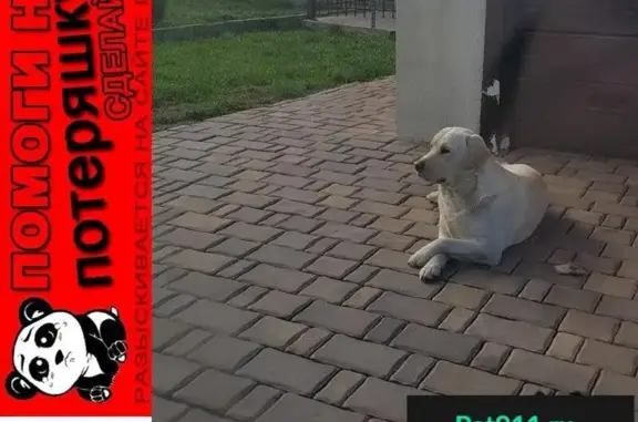 Пропала собака в Старом Осколе