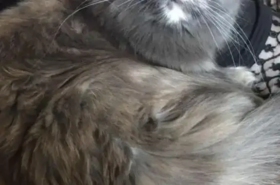 Пропала домашняя кошка в сосновом бору в Чите