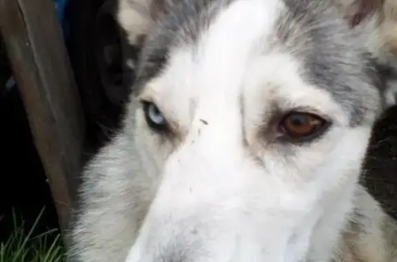 Найдена собака лайка на ул. Тимошенкова, Красноярск