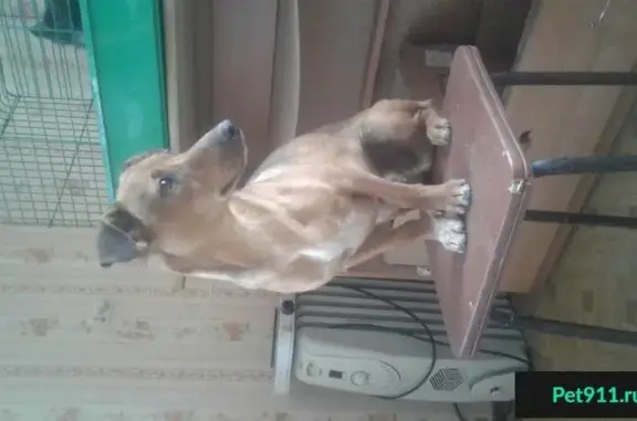 Найдена собака на Промбазе в Ульяновске