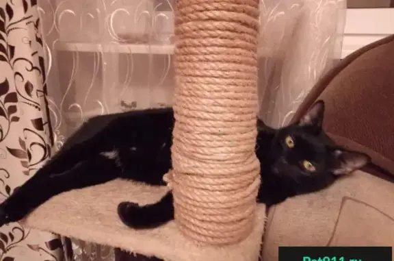 Пропал кот в Раменском: Черный с белыми пятнами, ул. Михалевича, зовут Тима