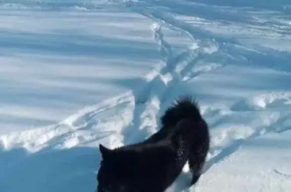 Пропала собака Крым в Сосногорске