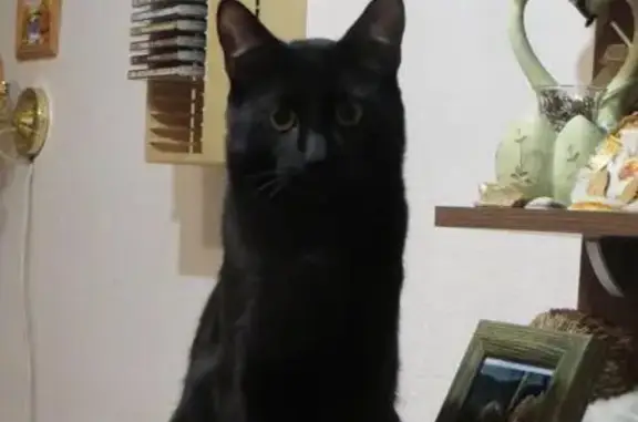 Пропала черная кошка на Люблинской, 50к1