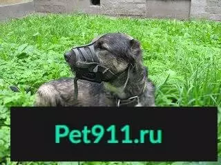 Пропал пес Батыр в Санкт-Петербурге, помогите найти!