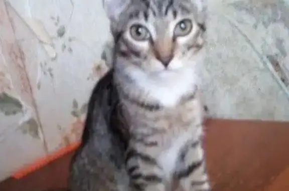Пропал тигровый кот в Саратове, нужна помощь!