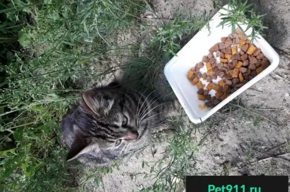 Пропала кошка в Подольске после смерти хозяина