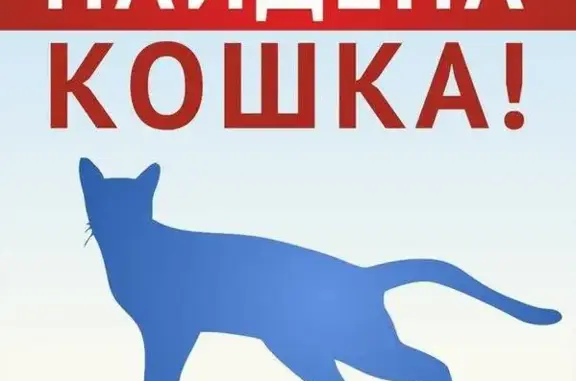 Найдена кошка в Дзержинске, нужна помощь