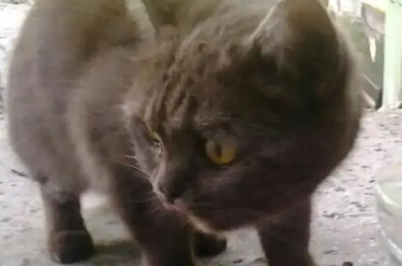 Найден кот в Люберцах, Московская область