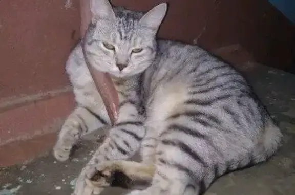 Пропала кошка на ул. Луганская, район Приокский