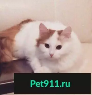 Пропала кошка на Казанском шоссе 4, откликается на имя Тася