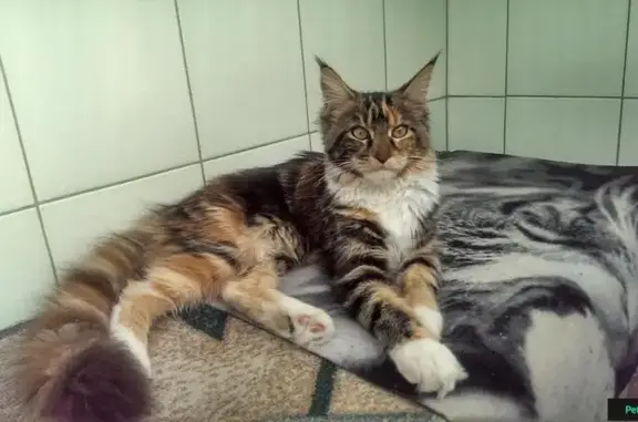 Пропала кошка в Иркутской области