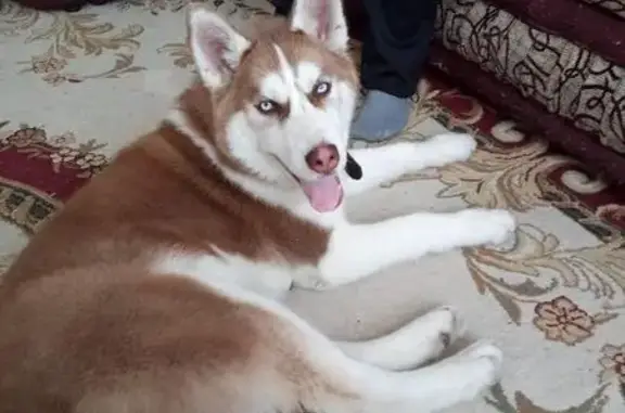Найдена собака в Белово, без ошейника