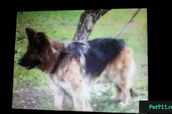 Найдена собака в Балашихе на Карбышева