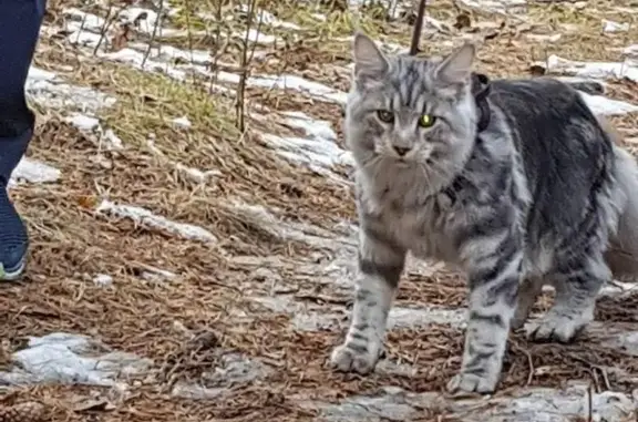 Пропала кошка в м-не Березовый, Иркутск