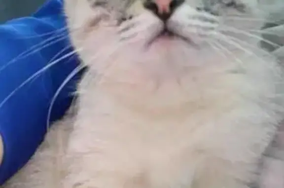 Найден котенок Сёма в Ангарске, ищет дом