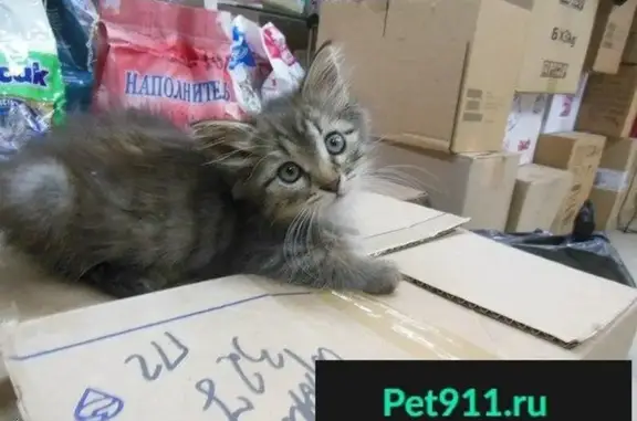 Найдена кошка в Ступино, Московская обл.