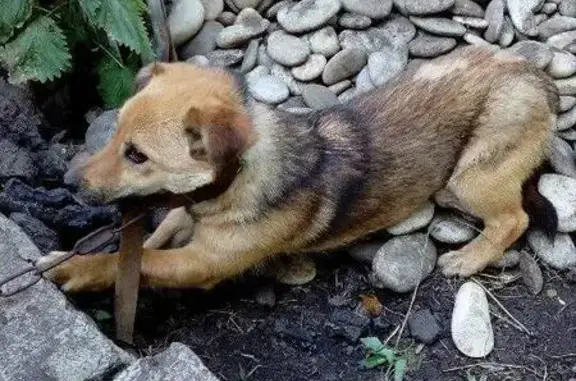 Найдена застенчивая собака, нужны добрые руки в Белгороде