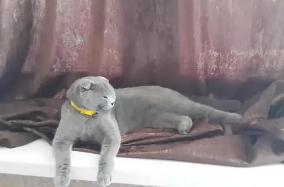 Серая кошка с желтым ошейником найдена в Краснодаре