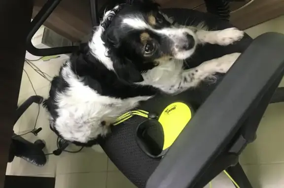 Найдена собака в Первомайском с поводком.