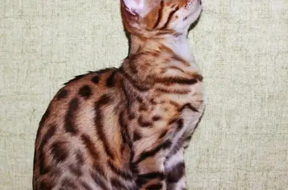 Найдена кошка породы Бенгальская в Стерлитамаке