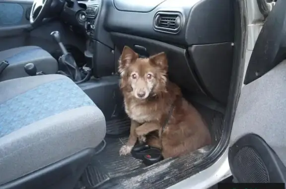 Собаки потеряшки, Санкт-Петербург, фото: Потеряшка собака Дина в Графском пруду, СПб, Коломяги