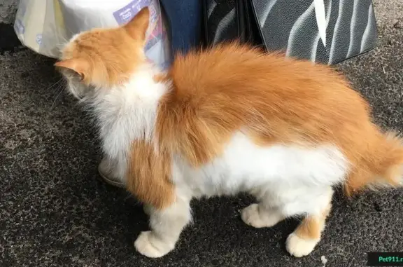 Найдена худая кошка на ул. Радищева, 14к1 в Мурманске