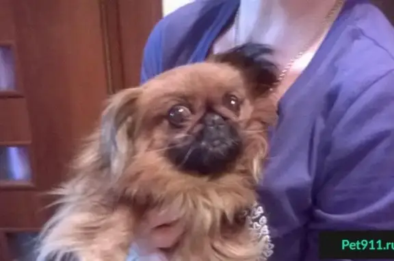 Собака найдена в Орехово-Зуево без ошейника.