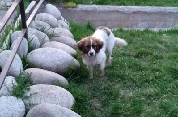 Собака породы найдена в поселке Элита, Красноярский край