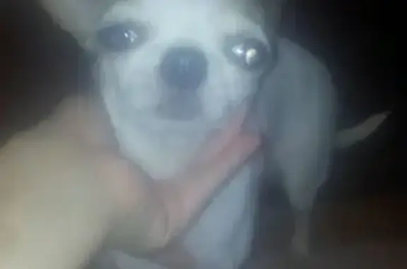 Найдена собака с клеймом в Краснодаре