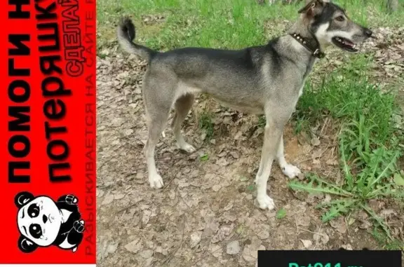 Пропала собака на улице Санаторной в Подольске