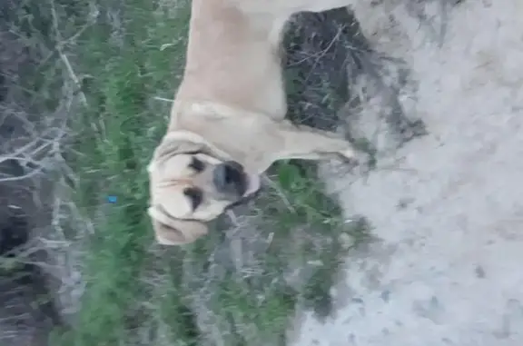 Найден щенок на ул. Трудовой в селе Каменка