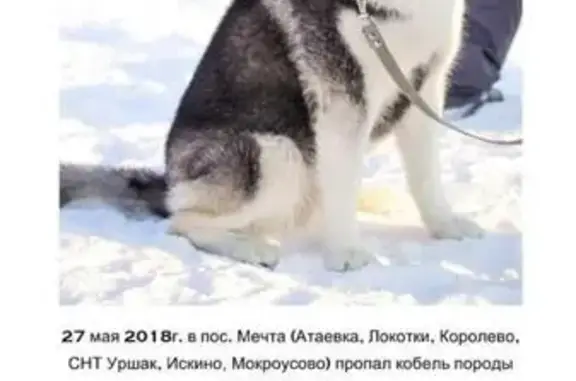 Пропала собака в Уфе, Республика Башкортостан, поселок Мечта.