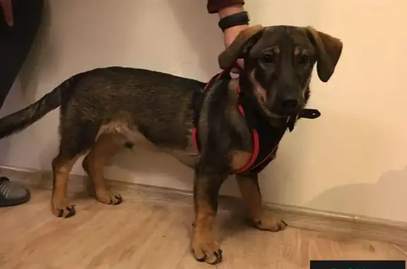 Найден щенок-такса в Красногорске